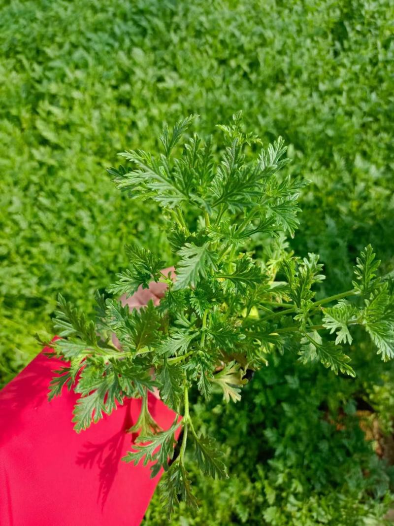 美女樱自家基地花农直发欢迎实地考察量大质优