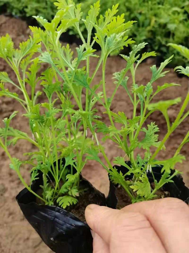 美女樱自家基地花农直发欢迎实地考察量大质优