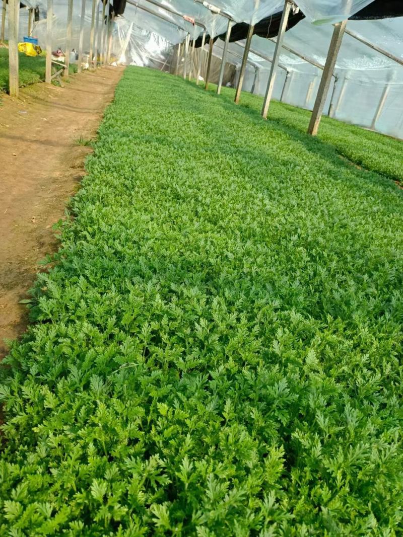 美女樱自家基地花农直发欢迎实地考察量大质优
