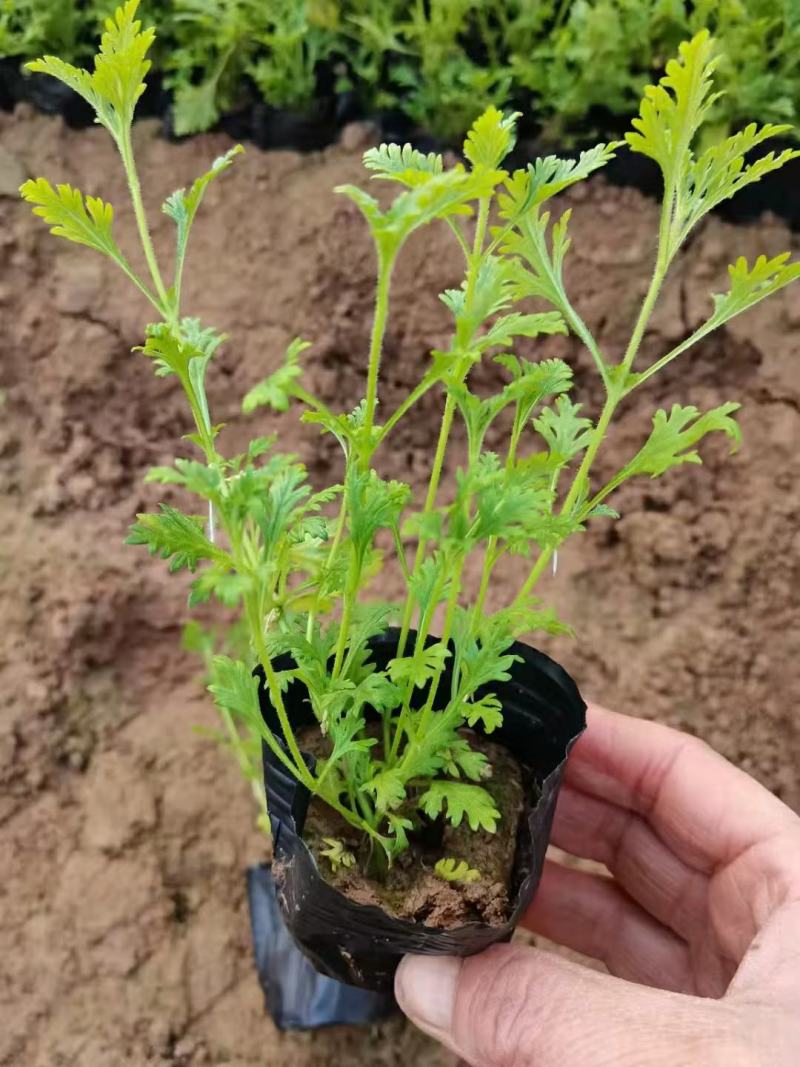 美女樱自家基地花农直发欢迎实地考察量大质优