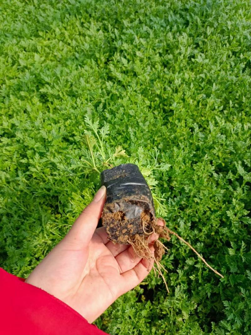 美女樱自家基地花农直发欢迎实地考察量大质优