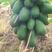《大青木瓜》自己家种植的木瓜，便宜处理优惠多多