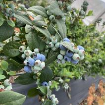 云南生态高山蓝莓