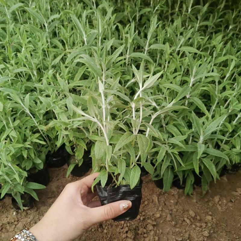 优质墨西哥鼠尾草基地直销量大质量保证