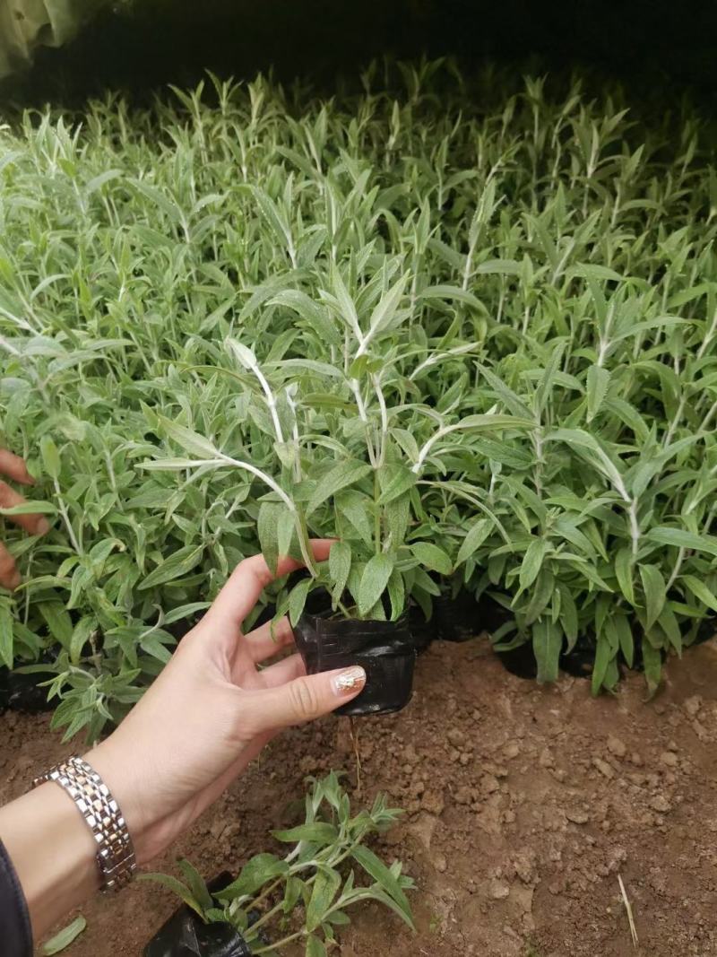 优质墨西哥鼠尾草基地直销量大质量保证