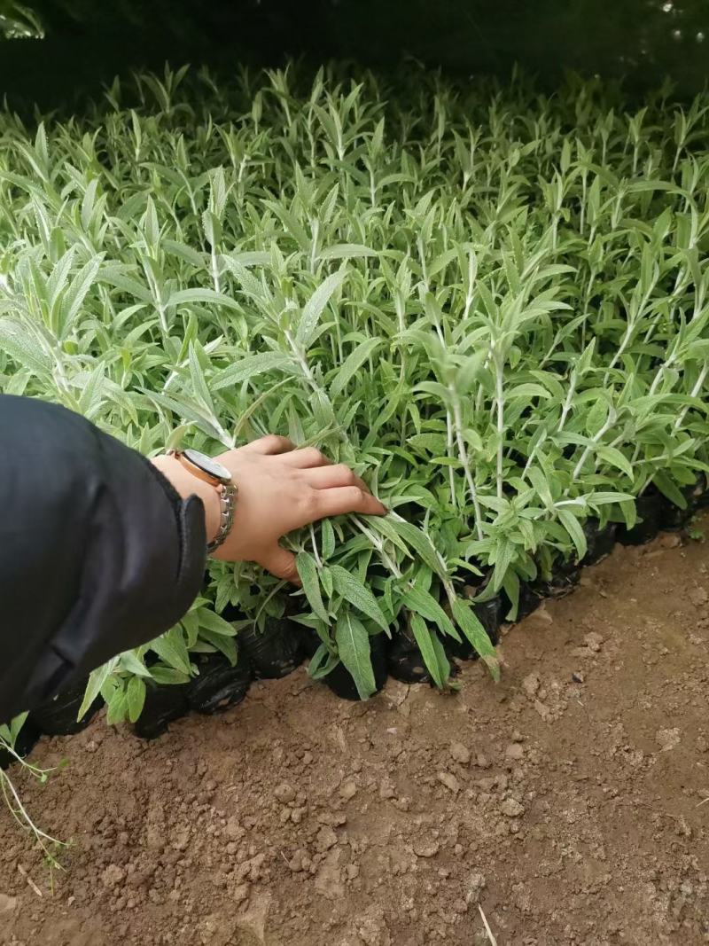优质墨西哥鼠尾草基地直销量大质量保证