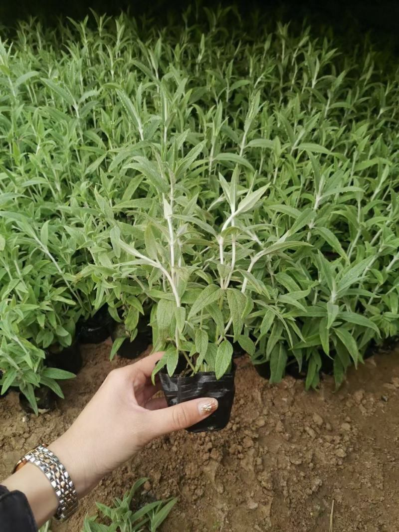 优质墨西哥鼠尾草基地直销量大质量保证