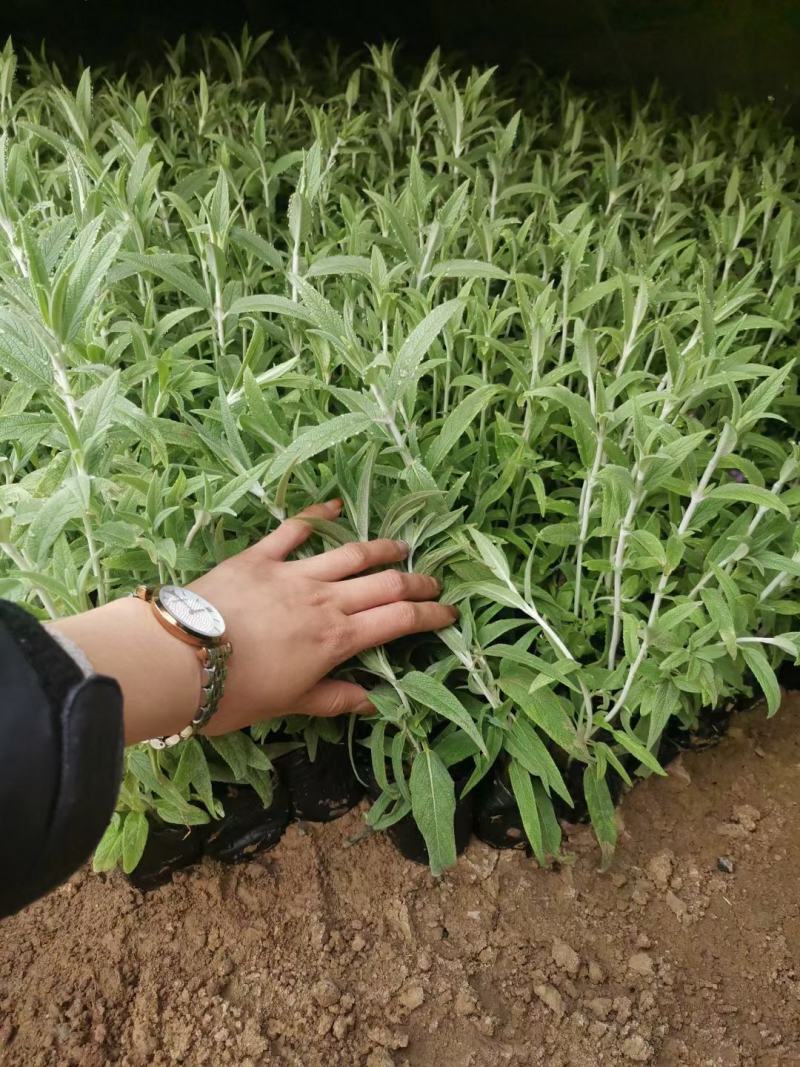 优质墨西哥鼠尾草基地直销量大质量保证