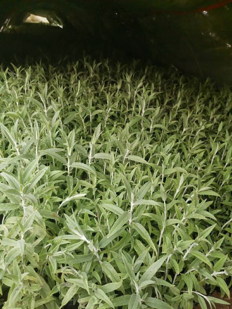 优质墨西哥鼠尾草基地直销量大质量保证
