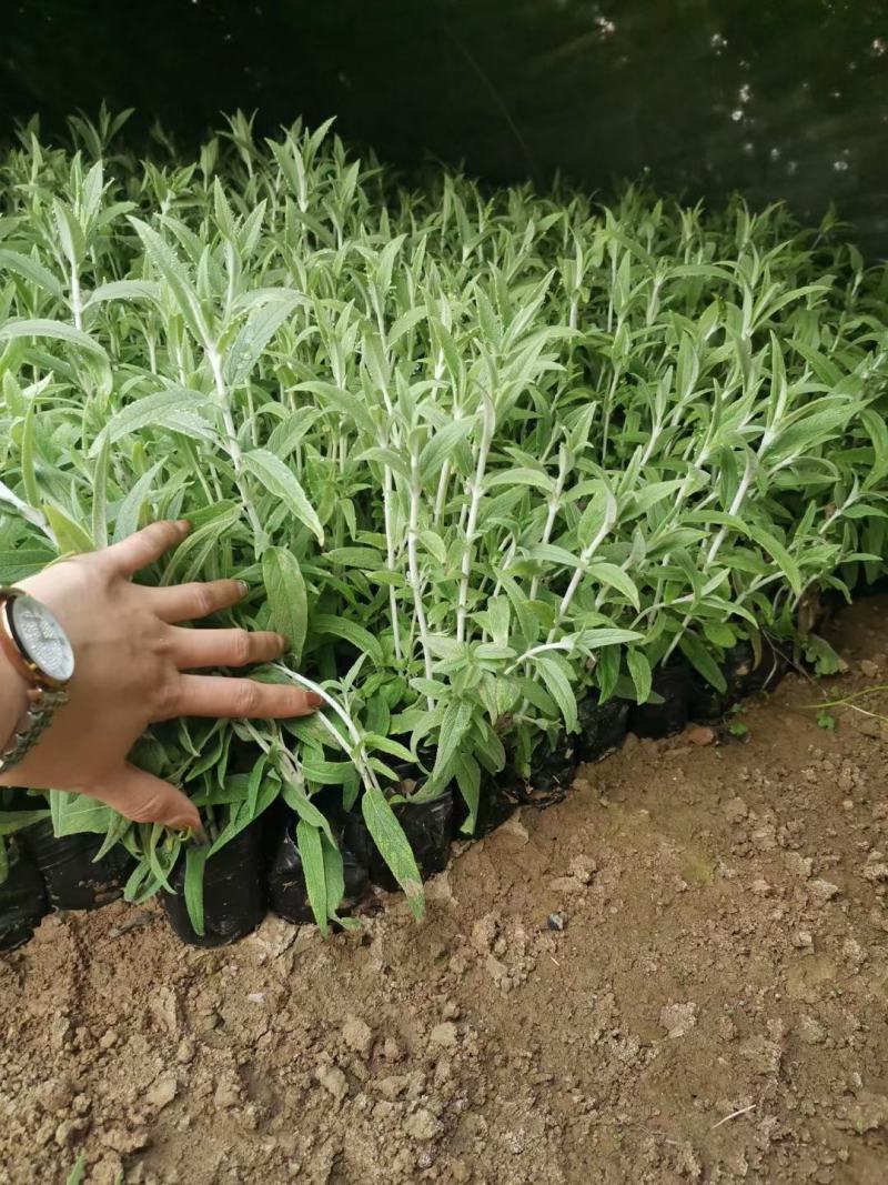 优质墨西哥鼠尾草基地直销量大质量保证
