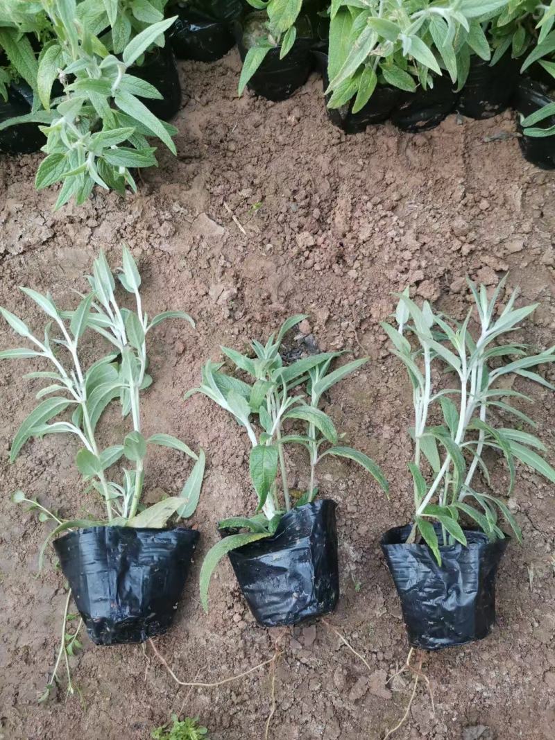 优质墨西哥鼠尾草基地直销量大质量保证