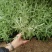 优质墨西哥鼠尾草基地直销量大质量保证