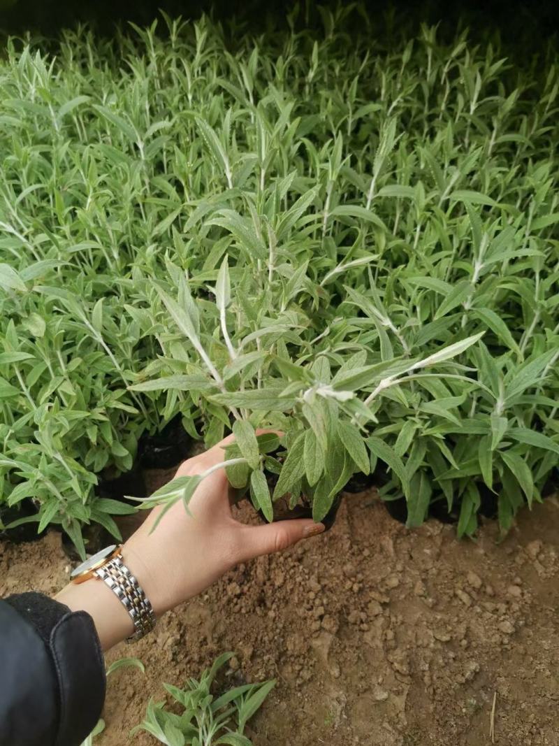 优质墨西哥鼠尾草基地直销量大质量保证