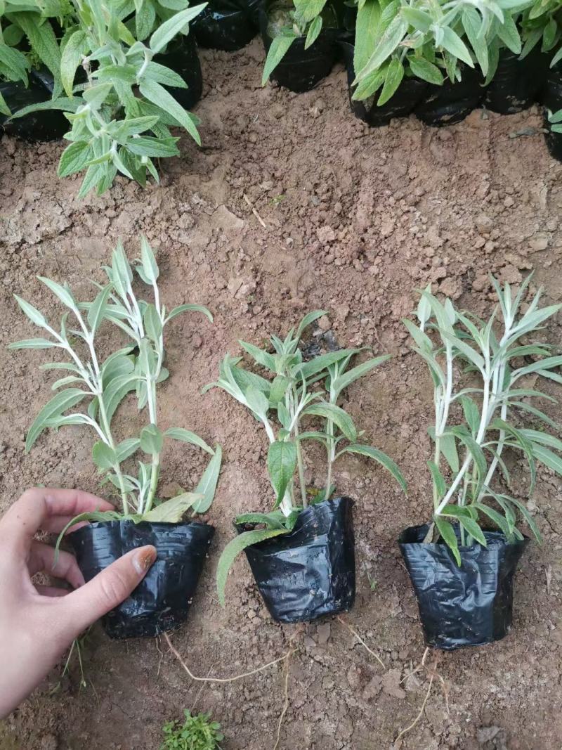 优质墨西哥鼠尾草基地直销量大质量保证