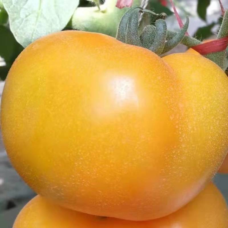 黄贵妃番茄种子东北大黄柿子种籽黄色西红柿种孑大果春季蔬菜