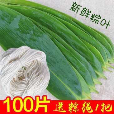 粽叶新鲜大包粽子的叶子粽子叶大叶新鲜棕叶批发