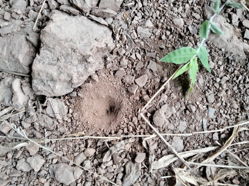 野生蚁狮，保证野生中药材
