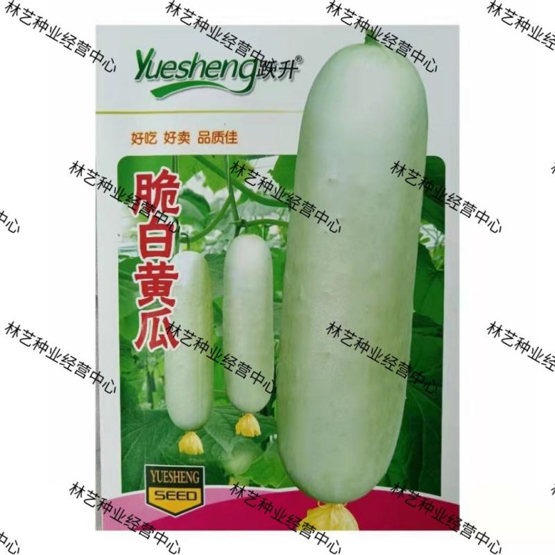 白皮黄瓜种子奶油黄瓜种子白皮水果黄瓜籽口感爽口甜脆黄瓜