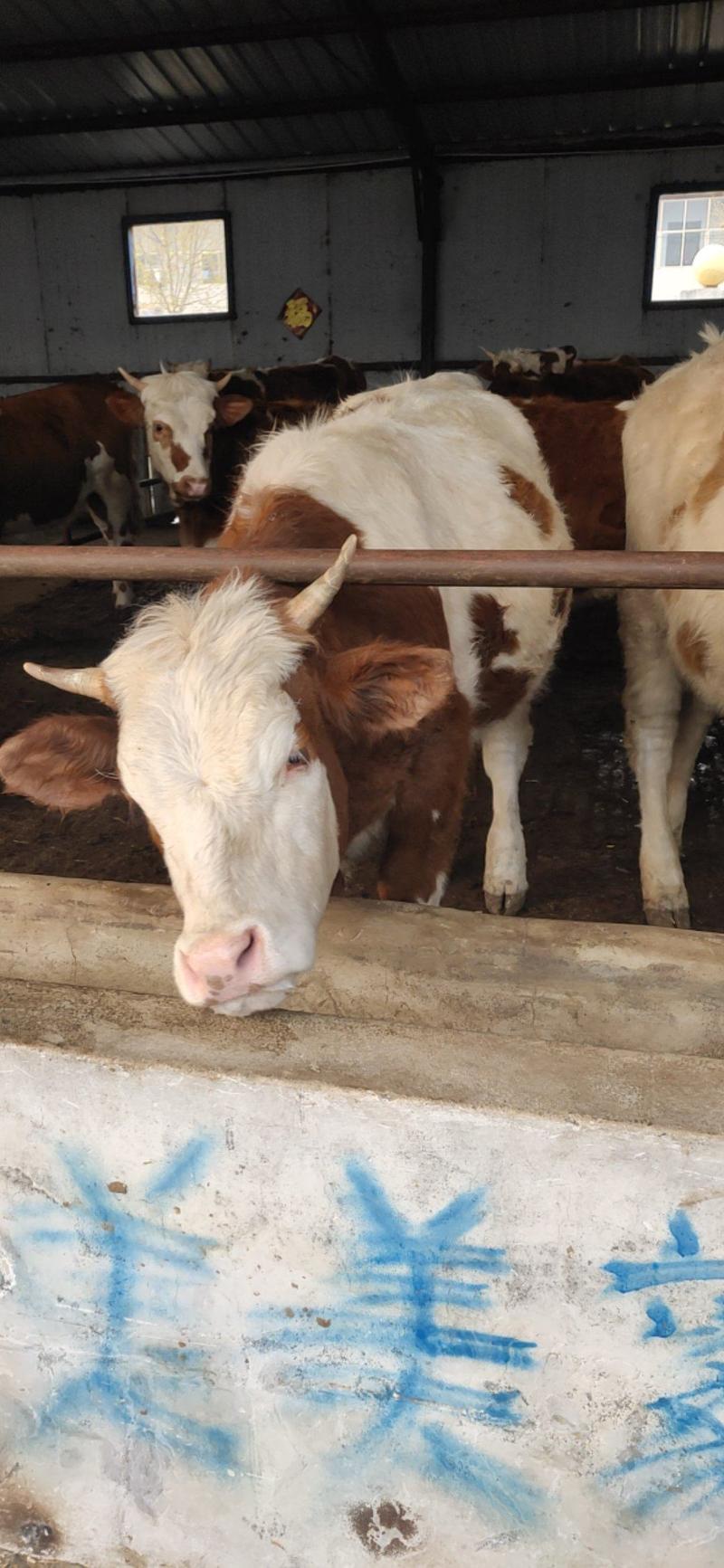 西门塔尔牛肉牛犊！改良小黄牛怀孕大母牛！育肥牛