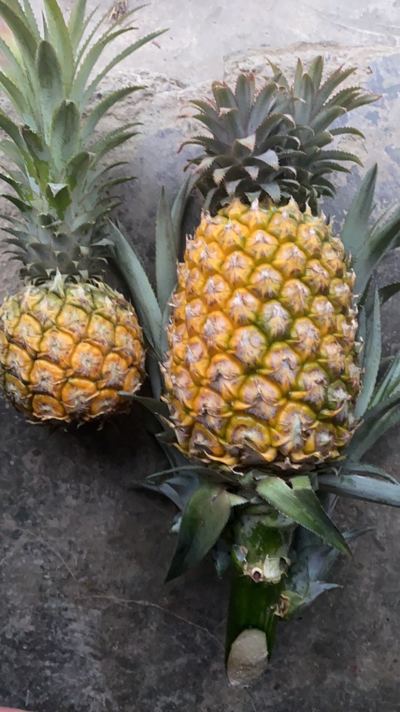 《热卖》云南河口香水菠萝大量上市！一手货源没有差价