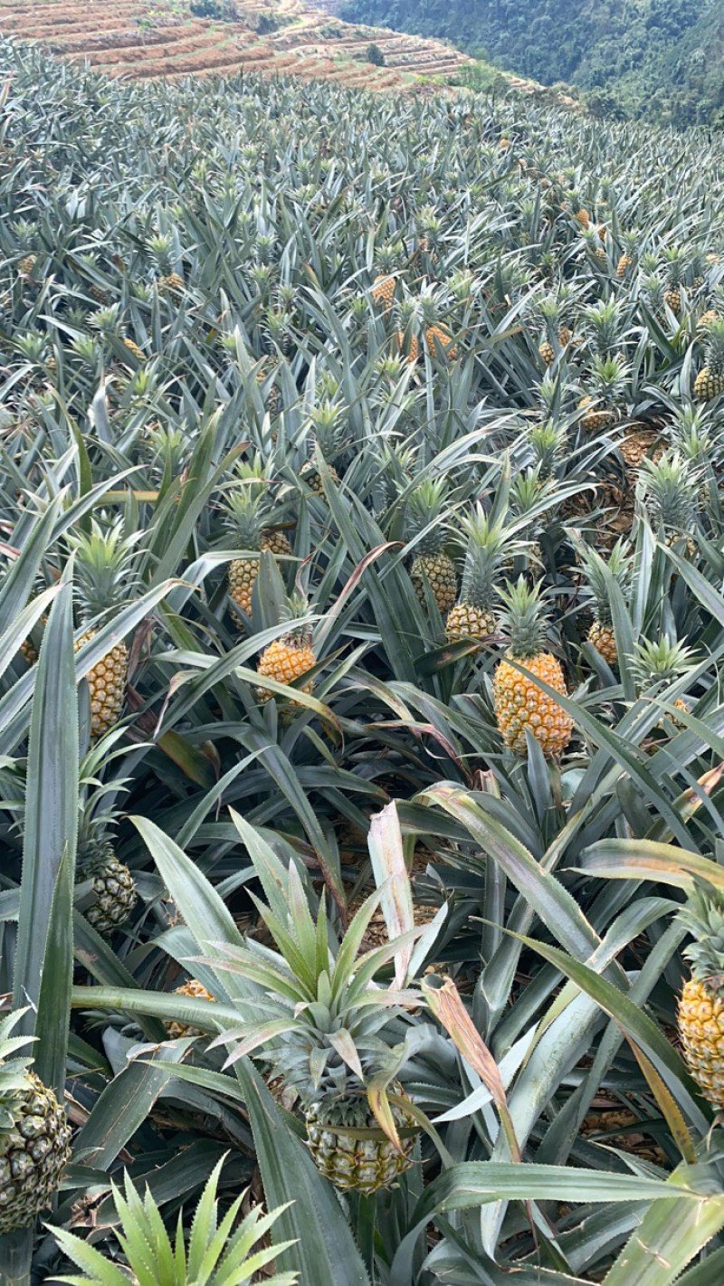 《热卖》云南河口香水菠萝大量上市！一手货源没有差价