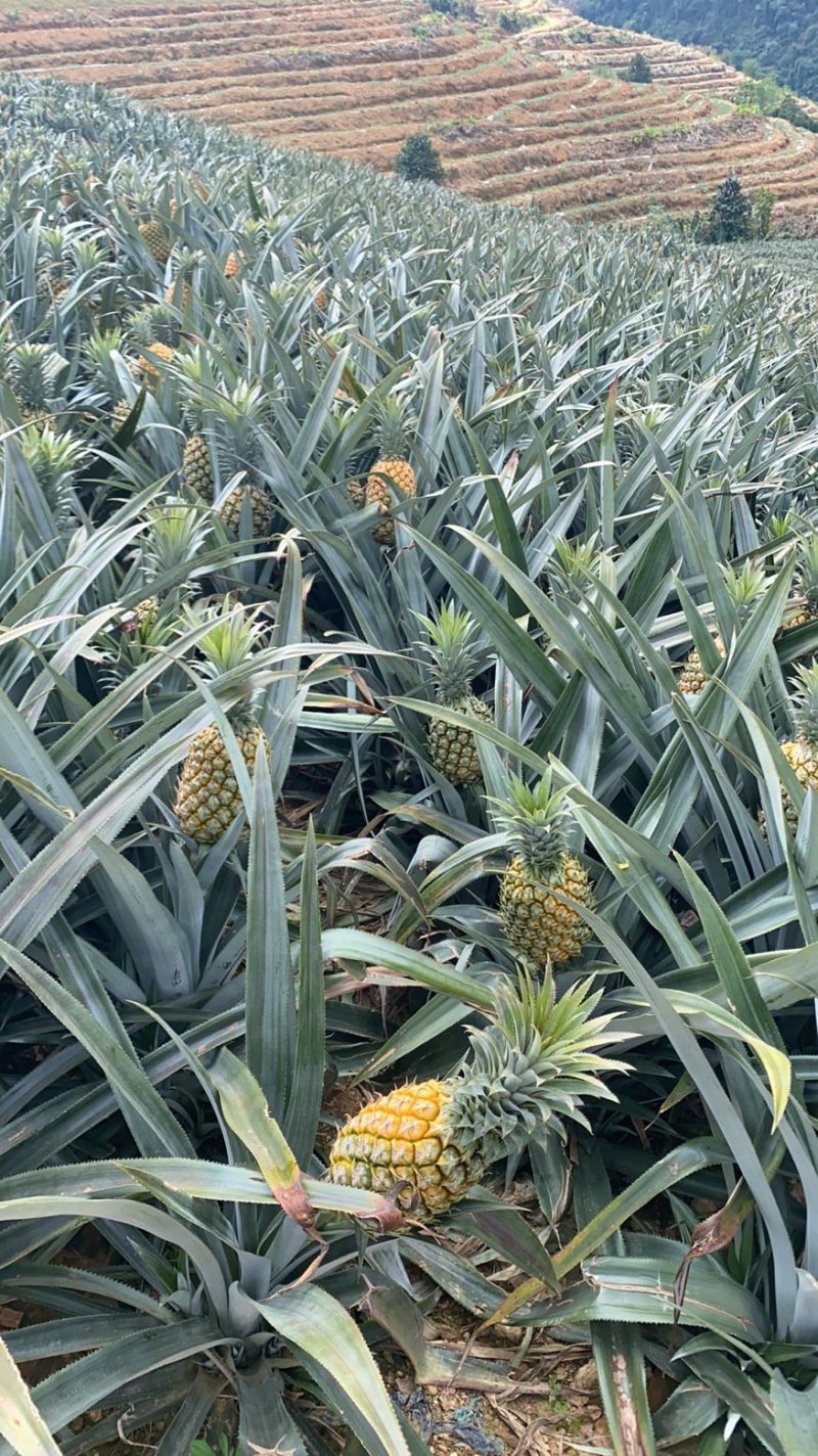《热卖》云南河口香水菠萝大量上市！一手货源没有差价
