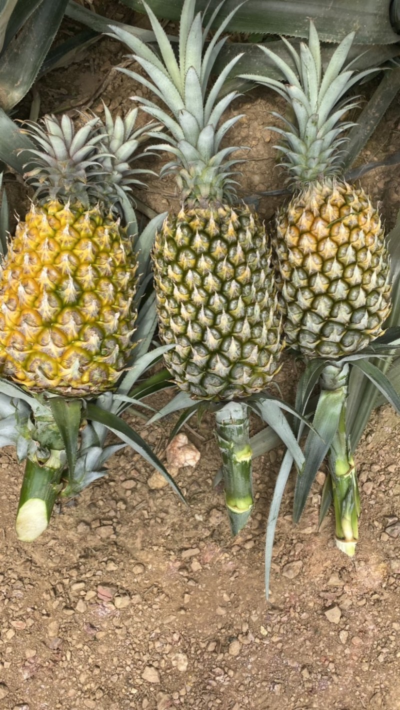 《热卖》云南河口香水菠萝大量上市！一手货源没有差价