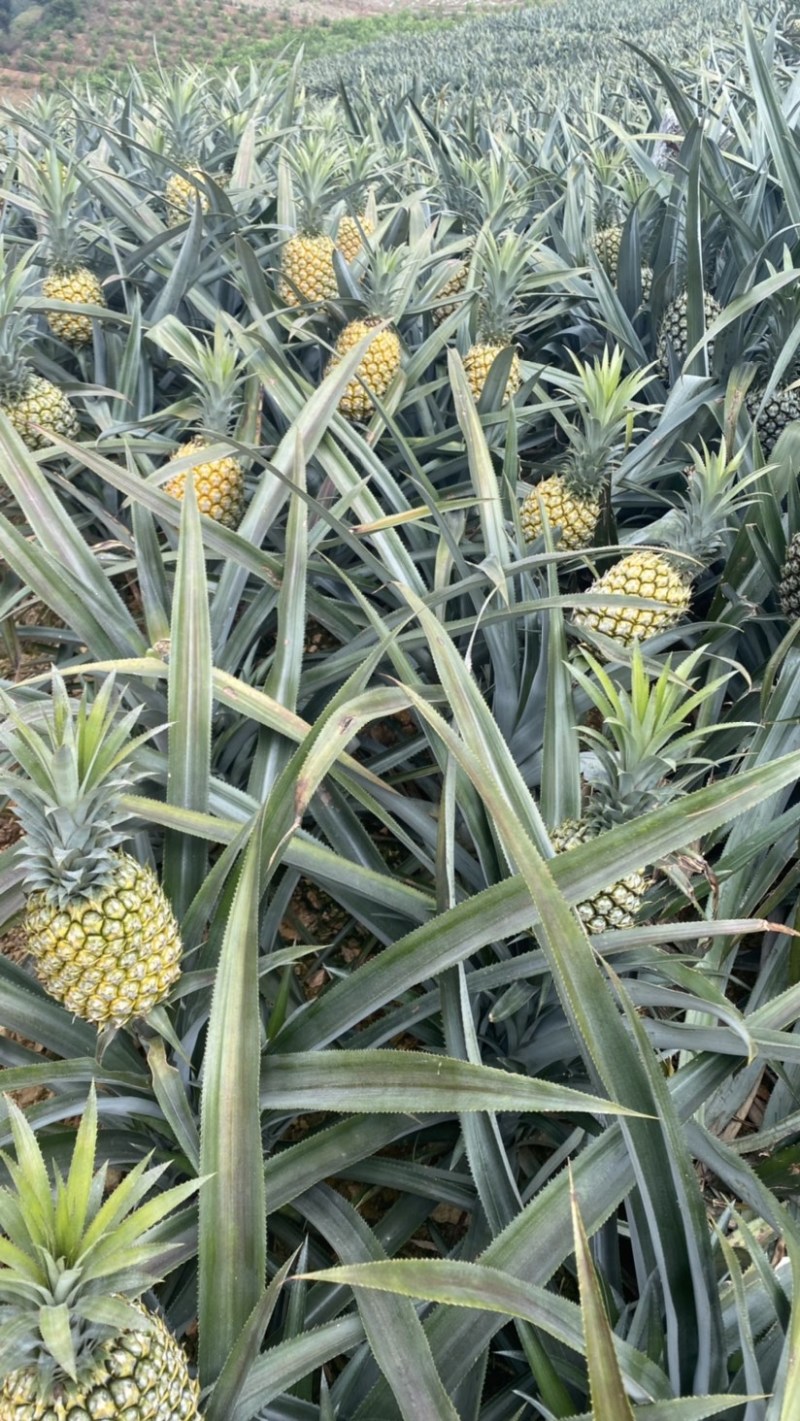 《热卖》云南河口香水菠萝大量上市！一手货源没有差价