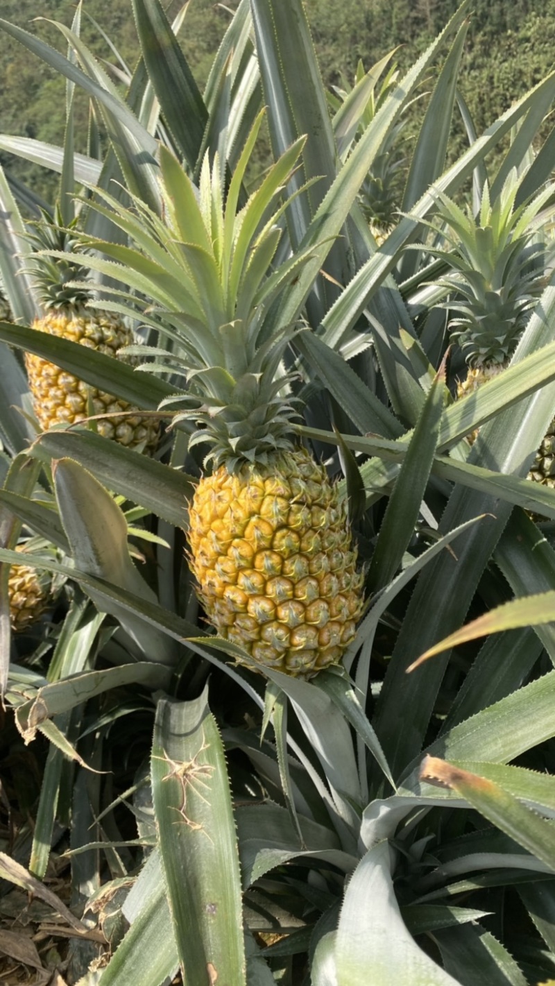 《热卖》云南河口香水菠萝大量上市！一手货源没有差价