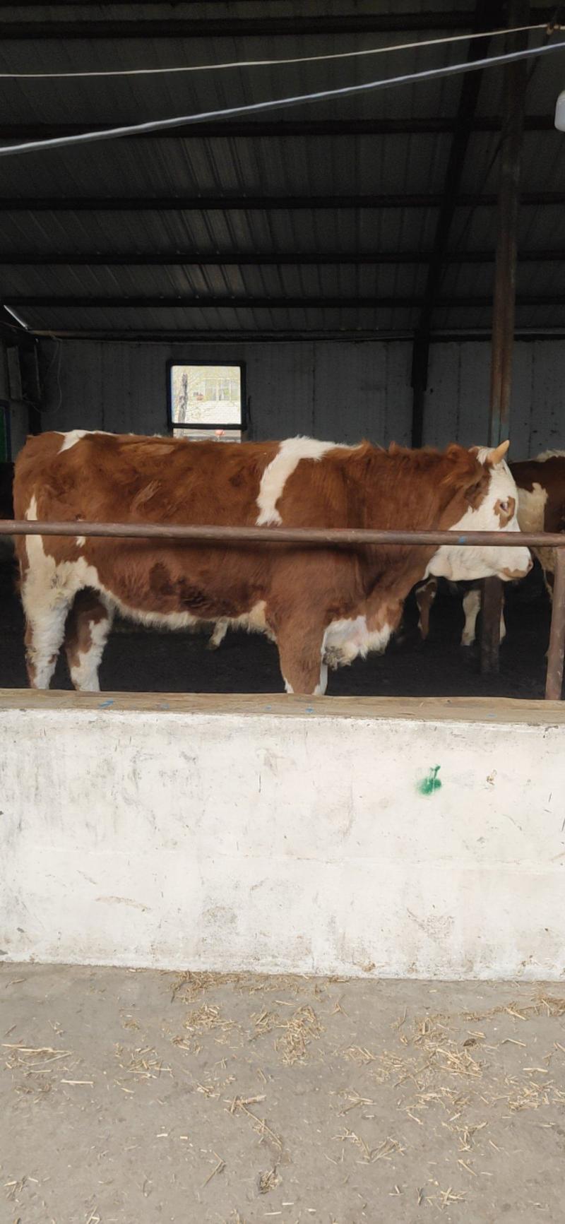 西门塔尔牛肉牛犊！改良小黄牛怀孕大母牛！育肥牛