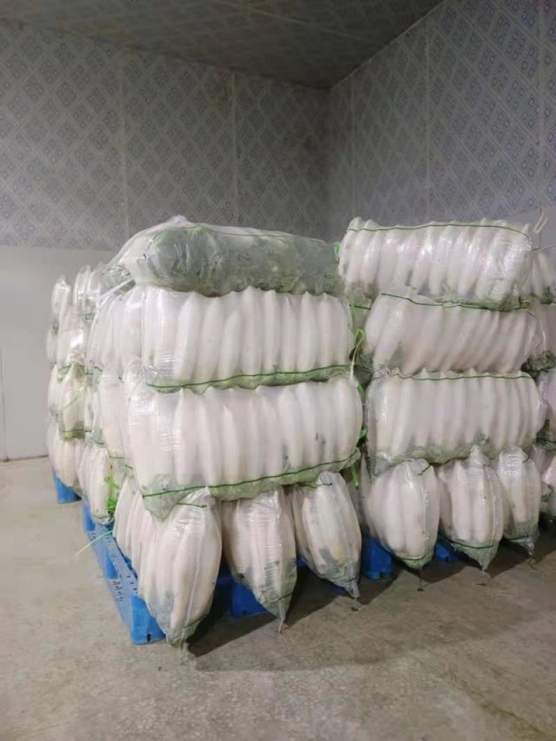 湖北白萝卜大量供应，保值保量，货源充足，随行就市