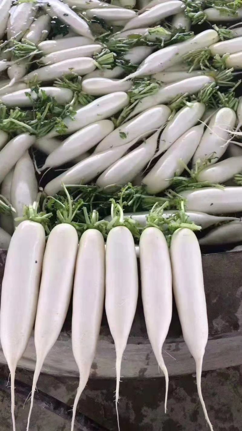 湖北白萝卜大量供应，保值保量，货源充足，随行就市