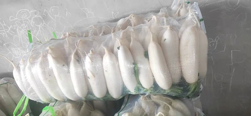 湖北白萝卜大量供应，保值保量，货源充足，随行就市