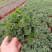 薄荷盆栽留兰香绿薄荷基地直发大量有货质量保证