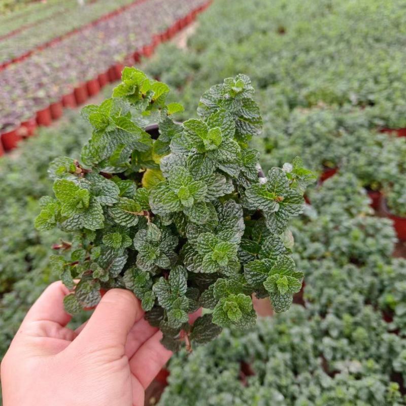 薄荷盆栽留兰香绿薄荷基地直发大量有货质量保证