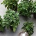 薄荷盆栽留兰香绿薄荷基地直发大量有货质量保证