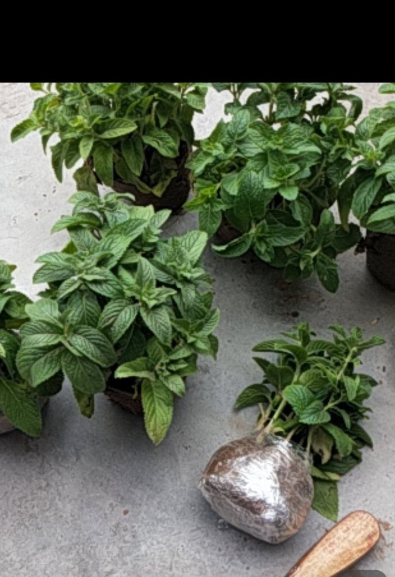 薄荷盆栽留兰香绿薄荷基地直发大量有货质量保证