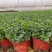 薄荷盆栽留兰香绿薄荷基地直发大量有货质量保证