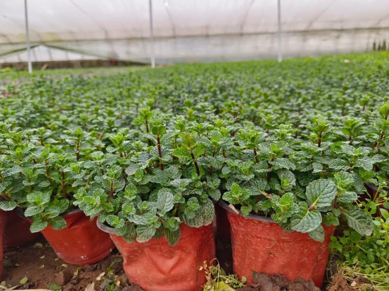 薄荷盆栽留兰香绿薄荷基地直发大量有货质量保证