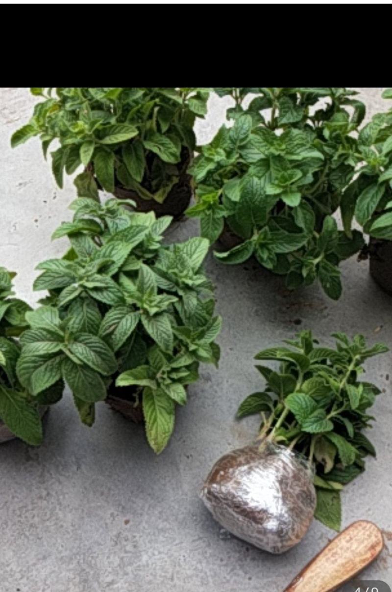 薄荷盆栽留兰香绿薄荷基地直发大量有货质量保证