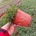 薄荷盆栽留兰香绿薄荷基地直发大量有货质量保证