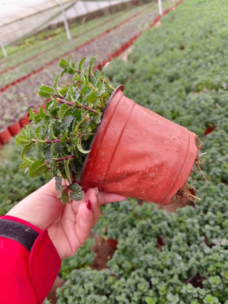 薄荷盆栽留兰香绿薄荷基地直发大量有货质量保证