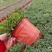 薄荷盆栽留兰香绿薄荷基地直发大量有货质量保证