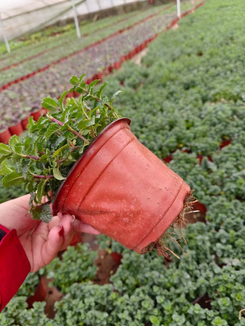 薄荷盆栽留兰香绿薄荷基地直发大量有货质量保证