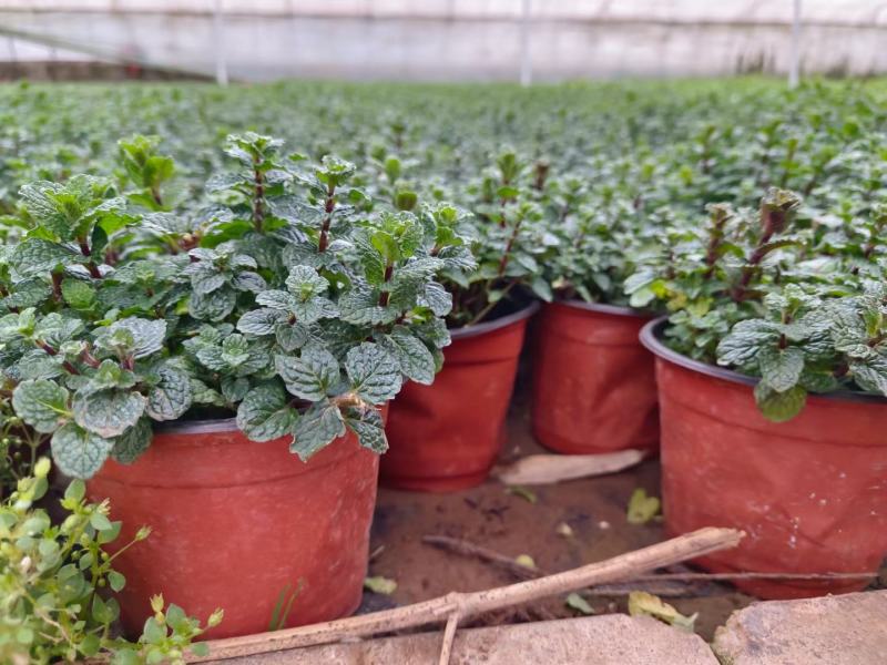 薄荷盆栽留兰香绿薄荷基地直发大量有货质量保证