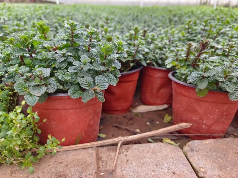 薄荷盆栽留兰香绿薄荷基地直发大量有货质量保证