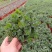 薄荷盆栽留兰香绿薄荷基地直发大量有货质量保证