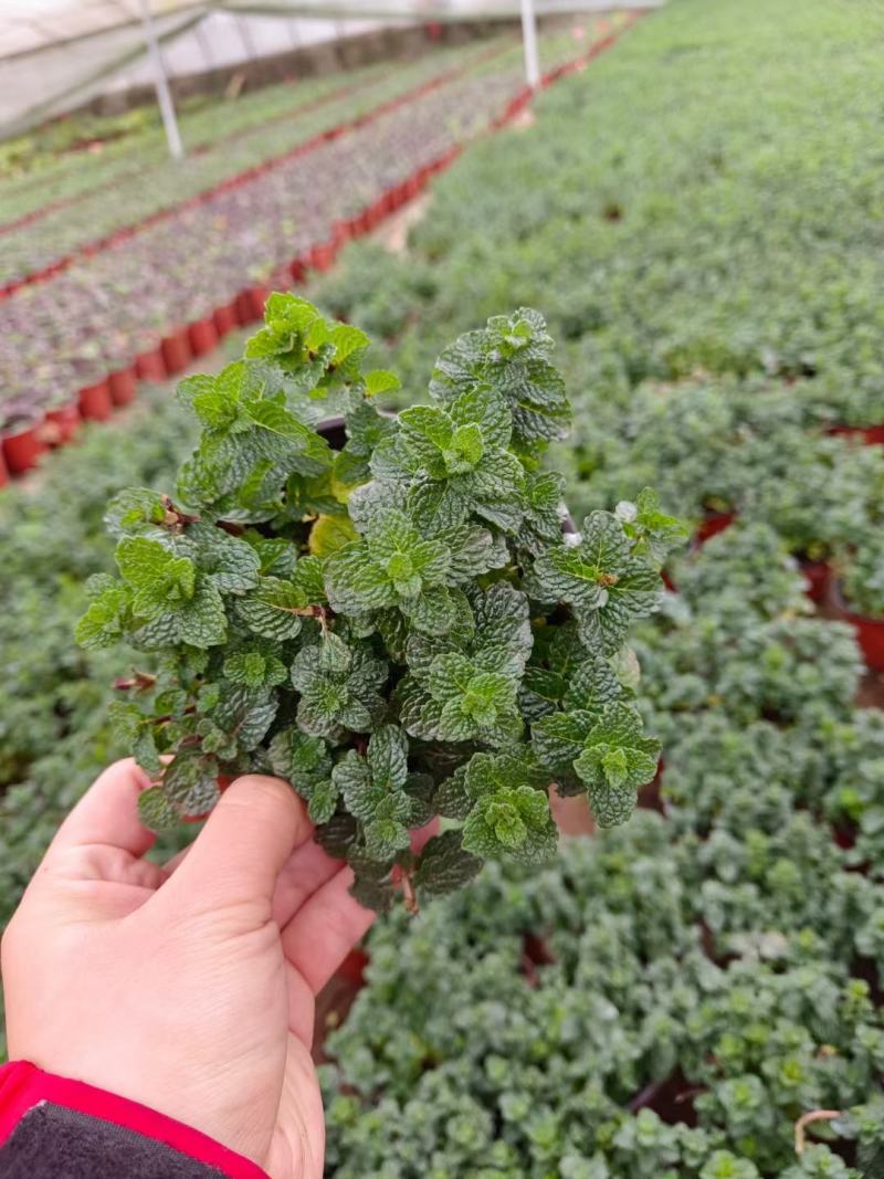 薄荷盆栽留兰香绿薄荷基地直发大量有货质量保证