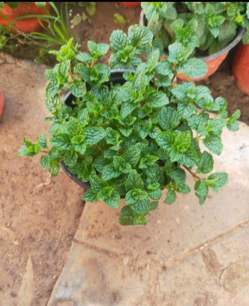 薄荷盆栽留兰香绿薄荷基地直发大量有货质量保证