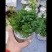 薄荷盆栽留兰香绿薄荷基地直发大量有货质量保证
